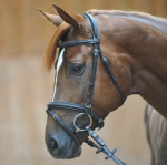 Ogłowie Quentin Kavalkade