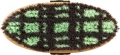 pol_pl_Szczotka-York-Karo-1236_1.jpg
