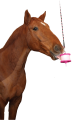 48440276431_ae49bbee70_o.png
