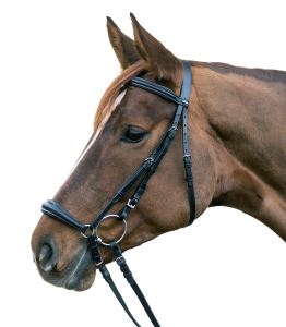 Ogłowie Hannover STAR z nachrapnikiem hanowerskim