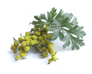 Piołun ziele EQUIHERBS