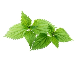 Pokrzywa zwyczajna EQUIHERBS