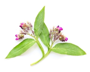 Żywokost lekarski korzeń EQUIHERBS