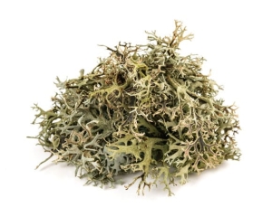 Porost irlandzki EQUIHERBS