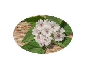 Prawoślaz EQUIHERBS