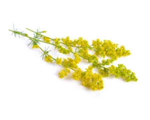 Przytulia właściwa EQUIHERBS