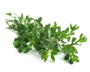 Rdest ptasi EQUIHERBS