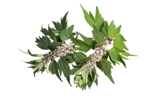 Serdecznik pospolity EQUIHERBS