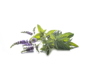 Mięta pieprzowa EQUIHERBS