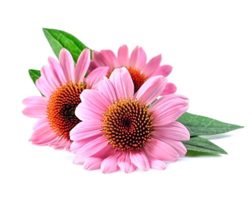 a7cfac08804edca5605b71d95f77e62c.jpg