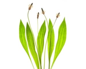 Babka lancetowata EQUIHERBS