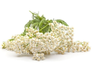 Krwawnik pospolity EQUIHERBS