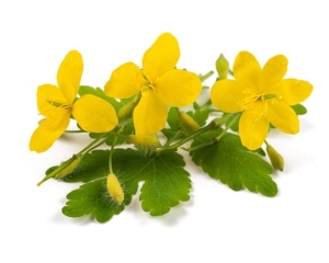 Glistnik jaskółcze ziele EQUIHERBS