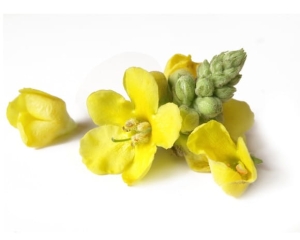 Dziewanna kwiat EQUIHERBS