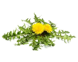 Mniszek lekarski EQUIHERBS