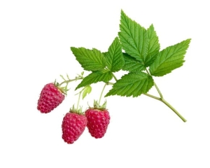 Malina Liść EQUIHERBS