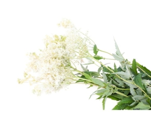 Wiązówka błotna EQUIHERBS