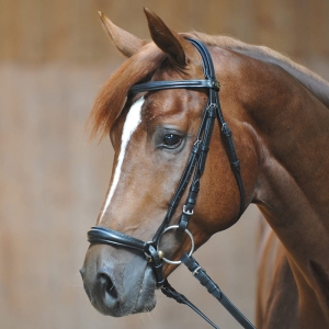 Ogłowie Lina Kavalkade z nachrapnikiem hanowerskim