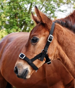 Kantar dla źrebaka START czarny