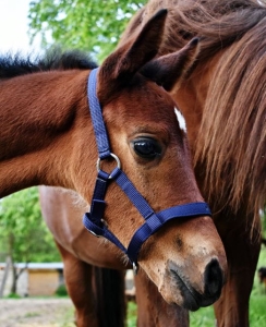 Kantar dla źrebaka START granatowy